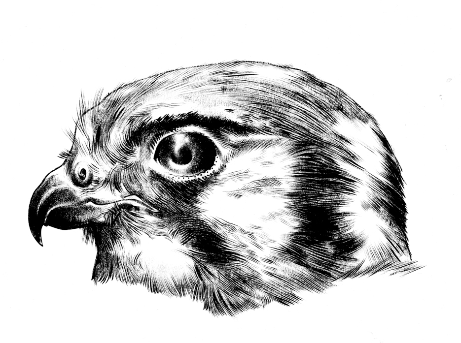 Gheppio